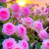rathu.oolu