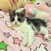 kittycat2568