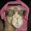 §أبو الهول ¢