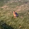 ameli_lovemykitty