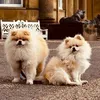 thepomboiz