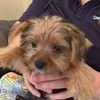 smokey_puppy51