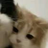 jisungsvzz