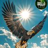 eagleeagle656