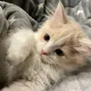 mojito_kjir