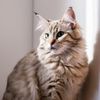 catlover113542