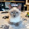 renee.the.cat.lady