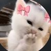 samah.hosni3