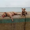 jjoriganalaccount