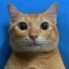 un_gato_naranja.10