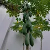 ng.mai0298