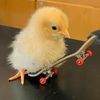 caldodepollo631