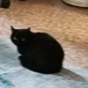 bekon_pleusun_tiktok