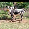 user6009479881167