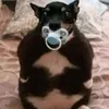 seupai9999