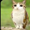 _hashimahdarisingapur8