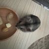 hamster_is_a_ball