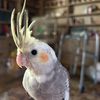 bird.chick