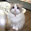 Funny Cat editor