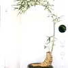 hnglvn1988