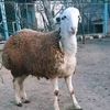 quzu_11