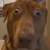 thesipndog