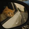 mykittenl0l