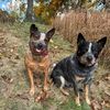 Ruby & Rooster 🐾 Cattle Dogs