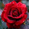 haleema.nazra