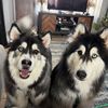kevin_s_husky