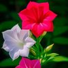md.limon.hawladar1