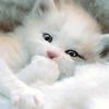 abeer.fathalla4