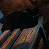 timchk.12