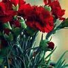 shadia.zohire