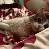 miaabulaciooo