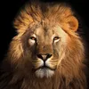 kingrichard84