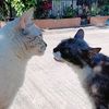 🐾Duquesa&Estrella🐾