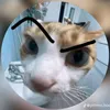 milo.cat00