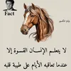 hafsi198821