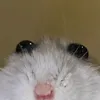thiccauvkl