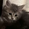 g_ms25