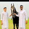 amir.gujjar546