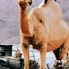 احمد كناني