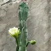 anphan.77
