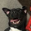 labradorable_leila