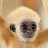 gibbon_monke_