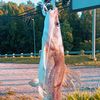 rullmemancing