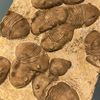 trilobitezzz