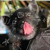 il0v3catz12