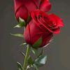 nethu45425